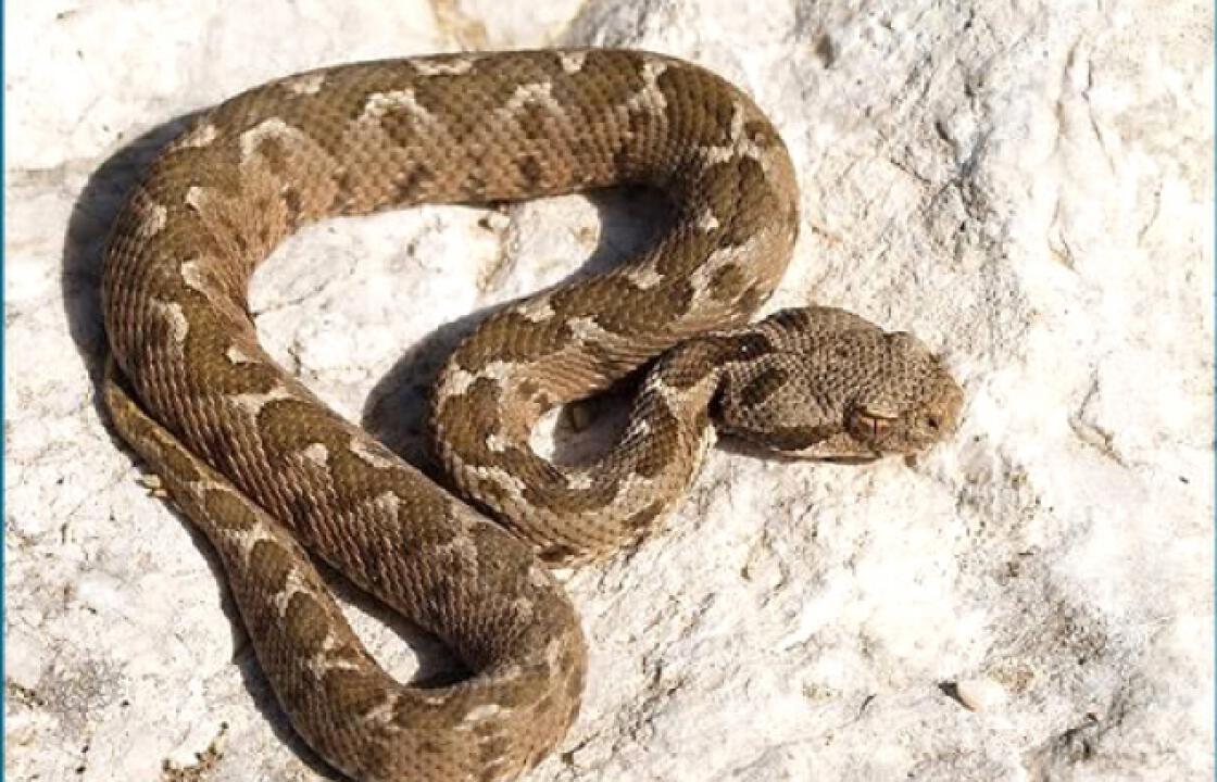 Οικολόγοι «σπέρνουν» φίδια στην Πάτμο για τη διαιώνιση του είδους. Ανησυχία στο νησί