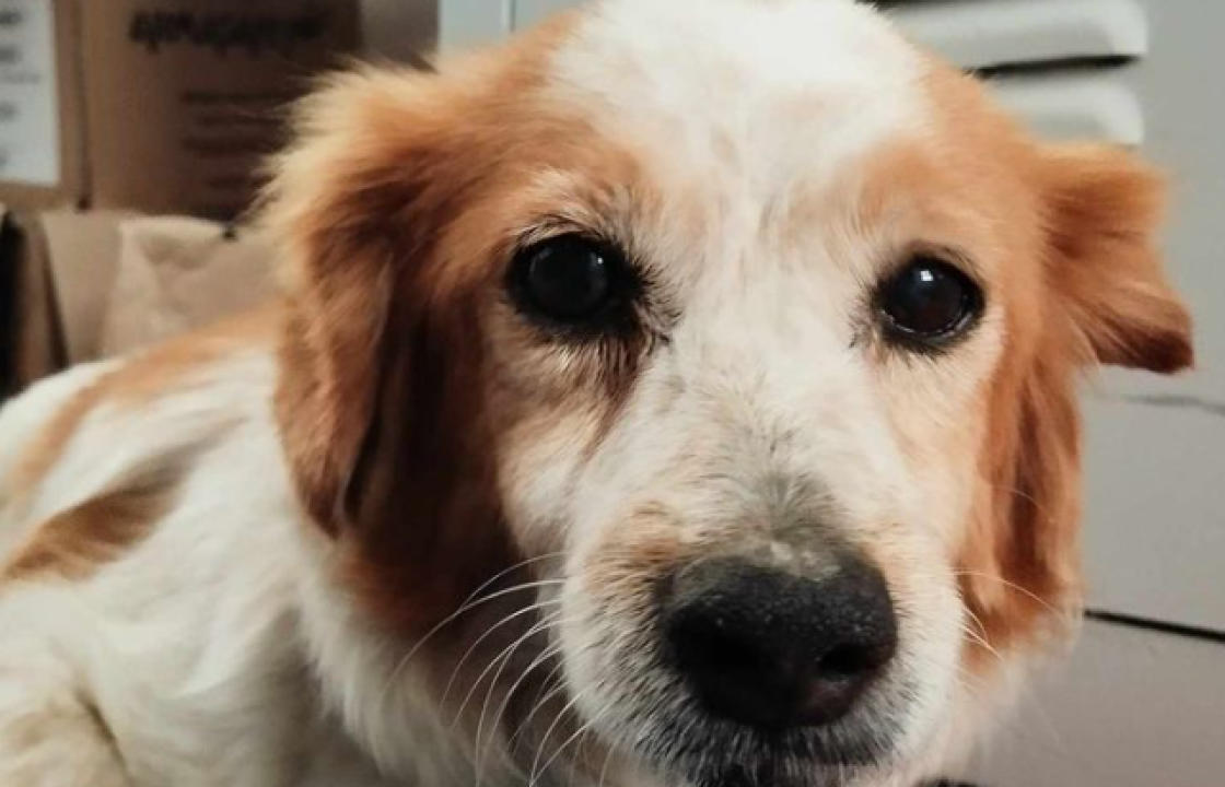 Βρέθηκε το σκυλί της φωτογραφίας στο Πυλί