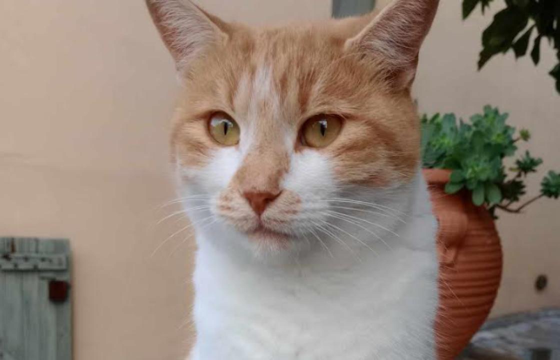 Χάθηκε η γάτα της φωτογραφίας στο Ζηπάρι - Δίδεται αμοιβή για τον εντοπισμό της