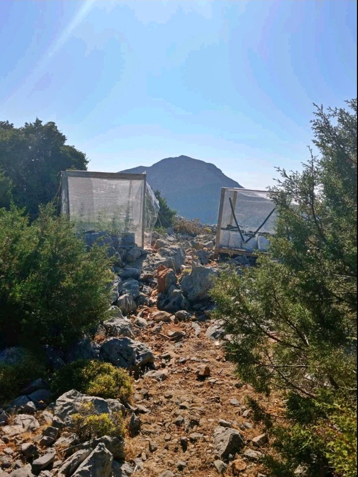SYLLHPSH FYTEIA KANNABHW KALYMNOS F0.jpg