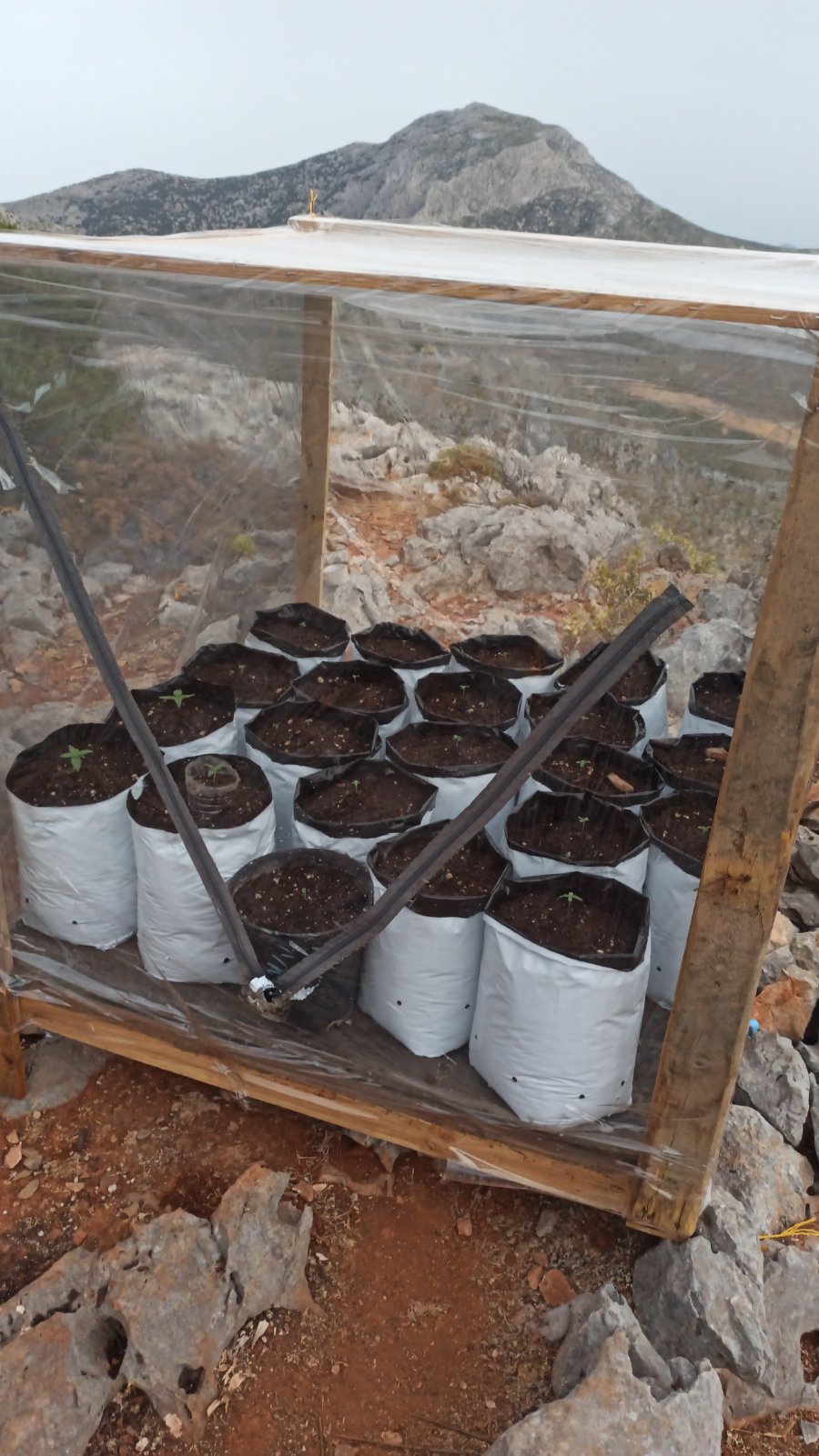 SYLLHPSH FYTEIA KANNABHW KALYMNOS F1.jpg