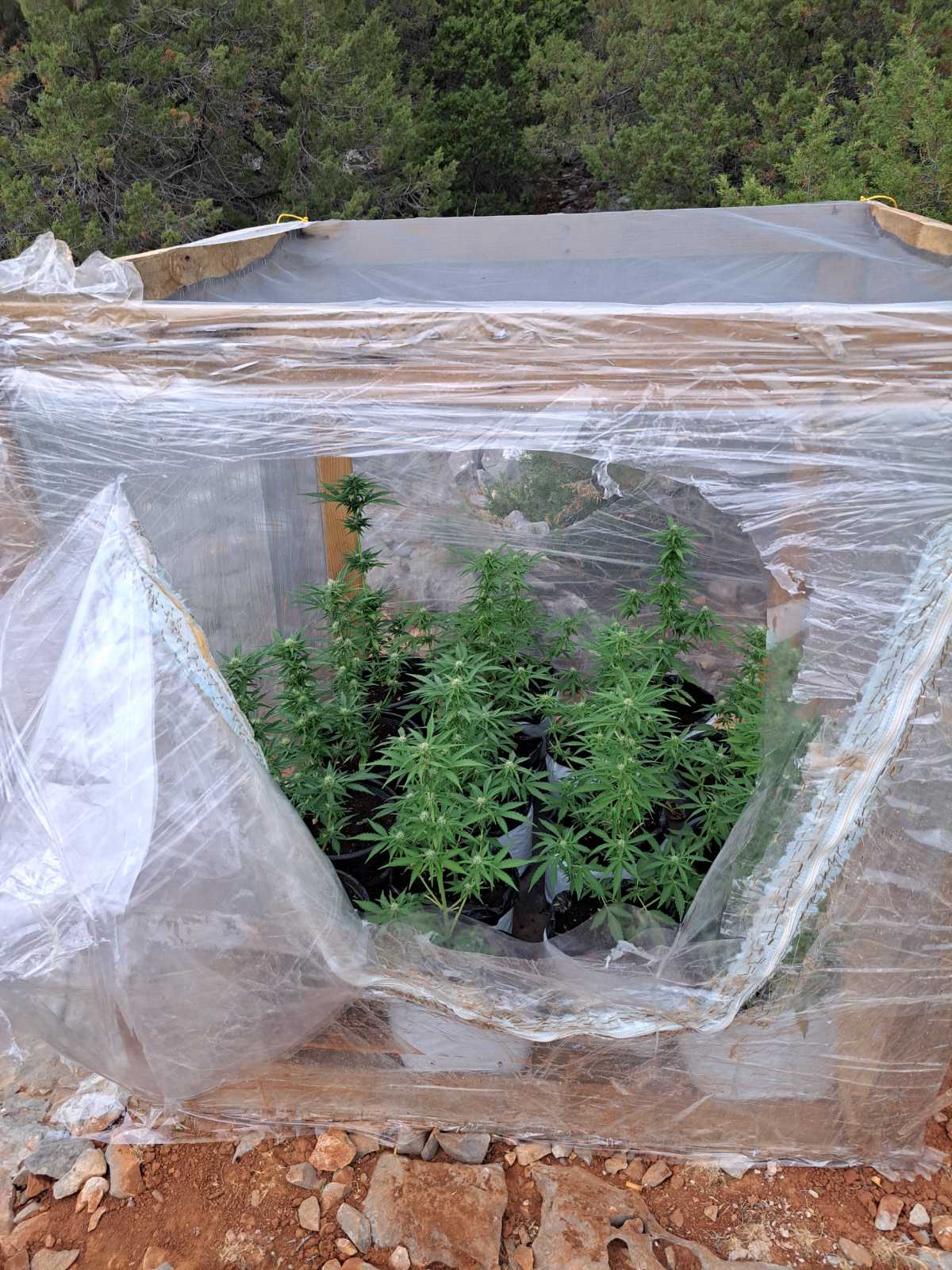 SYLLHPSH FYTEIA KANNABHW KALYMNOS F2.jpg