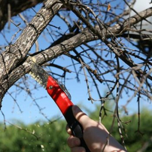 Κλάδεμα δέντρων στις δημοτικές ενότητες Ασφενδιού - Πυλίου