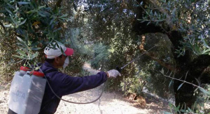 Ανοιχτή συζήτηση, με θέμα: «Ο Ελαιώνας της Κω», από τον Αγροτικό Σύλλογο Κω
