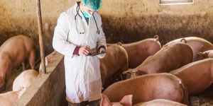 ΠΕΡΙΦΕΡΕΙΑ ΝΟΤΙΟΥ ΑΙΓΑΙΟΥ: Εμφάνιση κρουσμάτων Αφρικανικής Πανώλης των Χοίρων στη Βουλγαρία