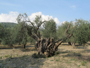 Κάλεσμα συμμετοχής στην προστασία αιωνόβιων ελαιοδέντρων από την Περιφέρεια