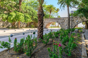 Πάνω από 2300 καινούργια φυτά στην «λεωφόρο των φοινίκων»!