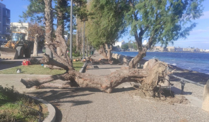 Απομακρύνθηκαν τα δέντρα που ξεριζώθηκαν από τους ισχυρούς ανέμους στην Βασιλέως Γεωργίου