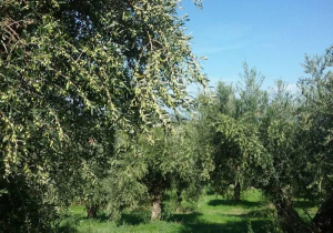 Πρόσκληση για τη στήριξη του τομέα ελαιολάδου, λόγω της Πανδημίας Covid-19