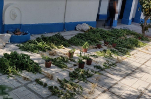 Συνελήφθησαν 2 άνδρες οι οποίοι είχαν αναπτύξει φυτεία κάνναβης σε χωριό της Κω - Εκριζώθηκαν και Κατασχέθηκαν 72 δενδρύλλια ύψους έως 2 μέτρα