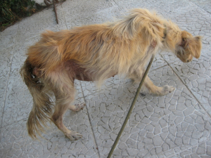 Animal Rescue Kos: Το σκυλί της φωτογραφίας βρέθηκε σε κακή κατάσταση στο Τιγκάκι - Αναζητούνται πληροφορίες για τον ιδιοκτήτη του