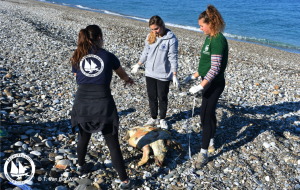 Σπάνια θαλάσσια είδη, νεκρά στις ακτές του Αιγαίου