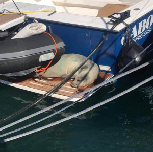 Εμφάνιση της απειλούμενης μεσογειακής φώκιας, στην Μαρίνα της Κω