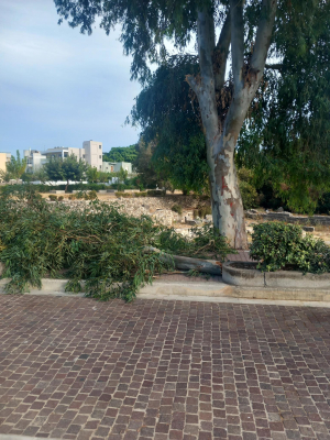 Πτώση μεγάλου κλαδιού στο κέντρο της πόλης της Κω