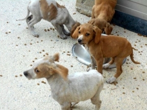 Η Animal Rescue Kos / Κιβωτός για τα εγκαταλελειμμένα κουτάβια και νεογέννητα, που βρίσκονται πεταμένα μέσα σε πλαστικές σακούλες και κούτες