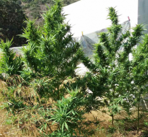 Συλλήψεις 43χρονης &amp; 45χρονου στην Κω για καλλιέργεια δενδρύλλιων κάνναβης. ΦΩΤΟ