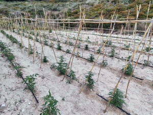 Συνελήφθησαν δύο ημεδαποί για κατοχή-καλλιέργεια κάνναβης στην Κω -  Δείτε φωτογραφίες