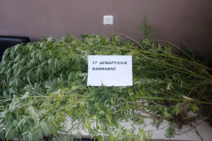 Συνελήφθη σε χωριό της Ρόδου 44χρονος καλλιεργητής κάνναβης