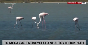 Εκπληκτικές εικόνες στο MEGA με δεκάδες Φλαμίνγκο στις Αλυκές της Κω - Δείτε το βίντεο ρεπορτάζ