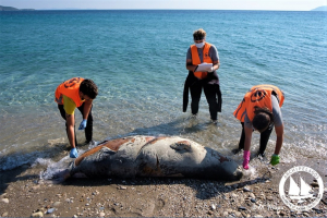 Εφτά νεκρές Μεσογειακές Φώκιες εντοπίστηκαν στην Κω και άλλα νησιά του Αιγαίου
