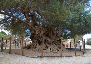 Δημιουργείται στη Pόδο το πρώτο πανελλαδικά «πάρκο υπεραιωνόβιων ελαιόδεντρων»