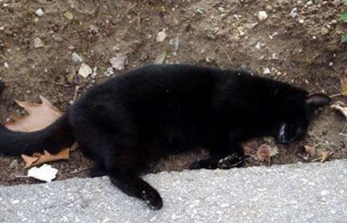 Μαζικές δηλητηριάσεις γατιών στη Νίσυρο