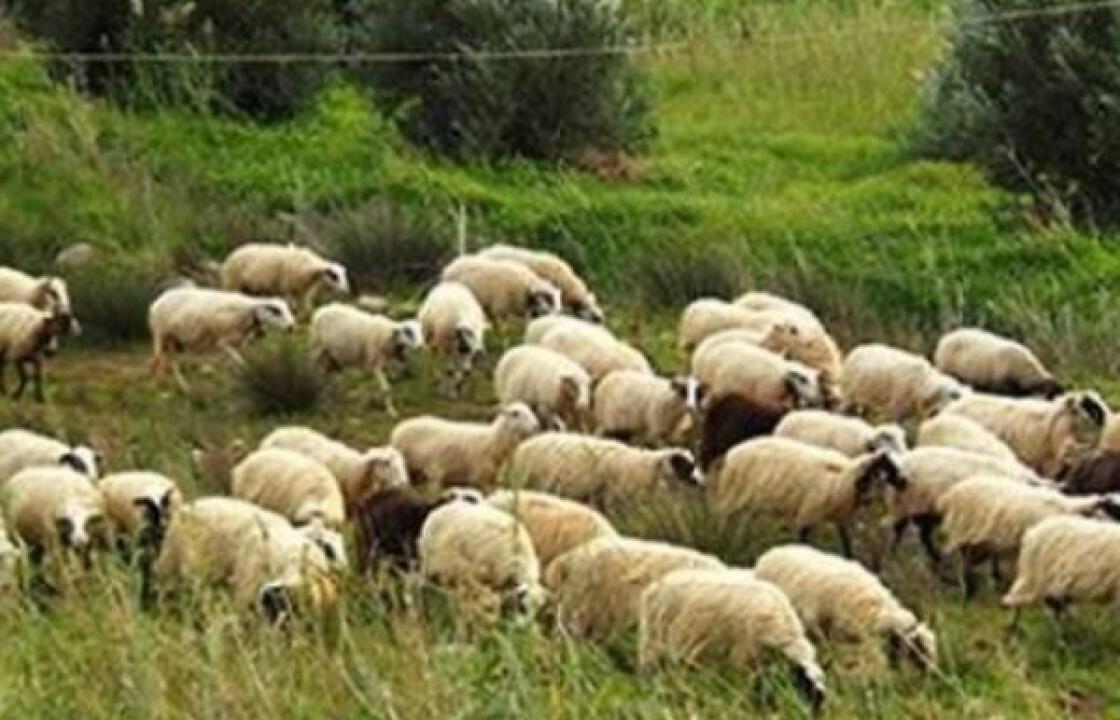 Σε καραντίνα τα Δωδεκάνησα λόγω του καταρροϊκού πυρετού