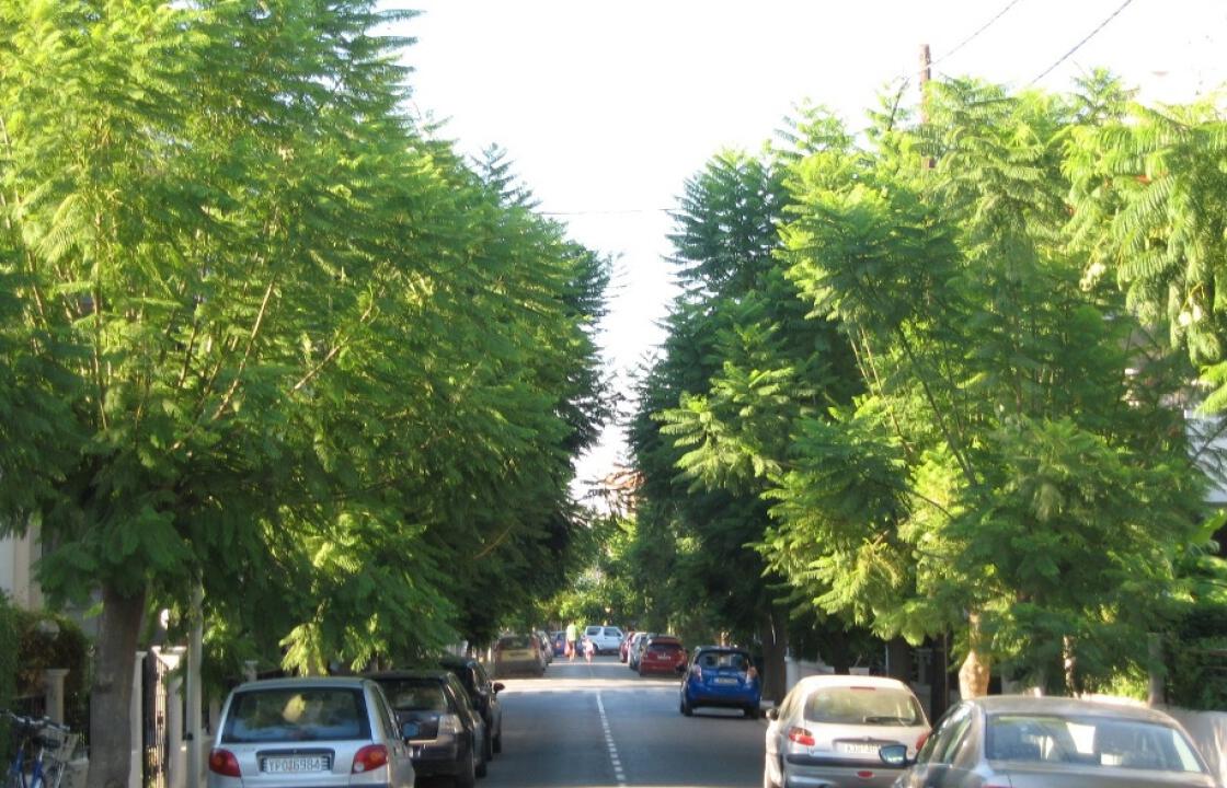 Kαταγγελίες για παράνομες κλαδεύσεις δημοτικών δενδροστοιχιών.Ανακοίνωση από το Δήμο Κω