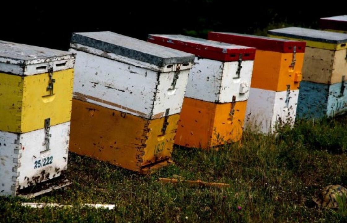 Έκλεψαν 15 κυψέλες μελισσών από κτήμα στο Μαστιχάρι
