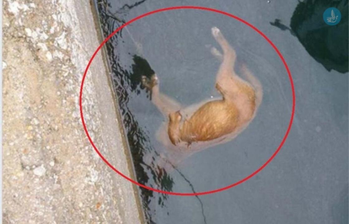 Αποτροπιασμός και ερωτηματικά για τον πνιγμό σκύλου στην Κάλυμνο