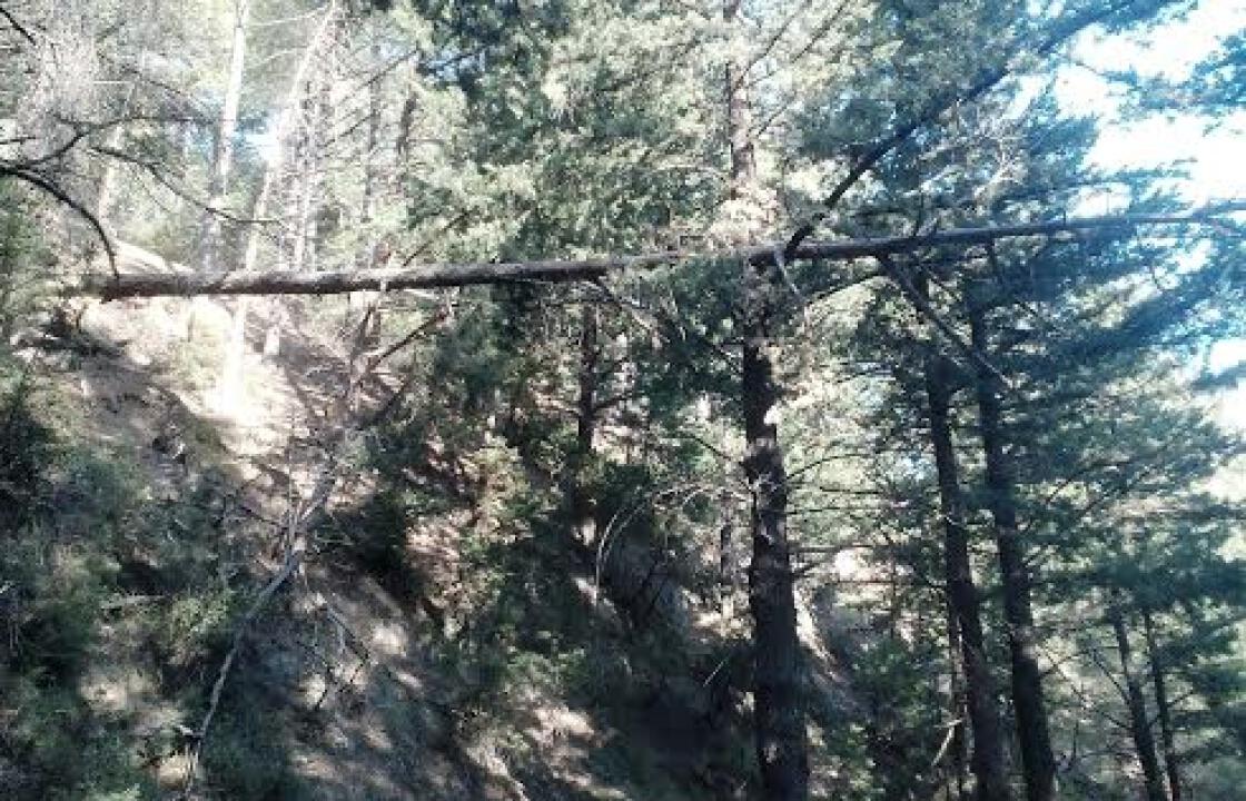 Κίνδυνος από πεύκο που έσπασε στο Ασφενδιού.Καταγγελία από επιχειρηματία της περιοχής