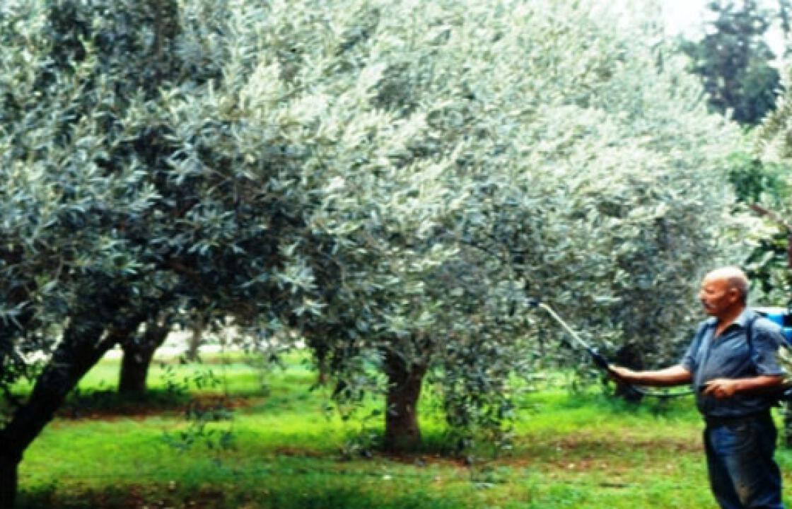 Έναρξη δολωματικών ψεκασμών δακοκτονίας στα νησιά Κω και Αστυπάλαια