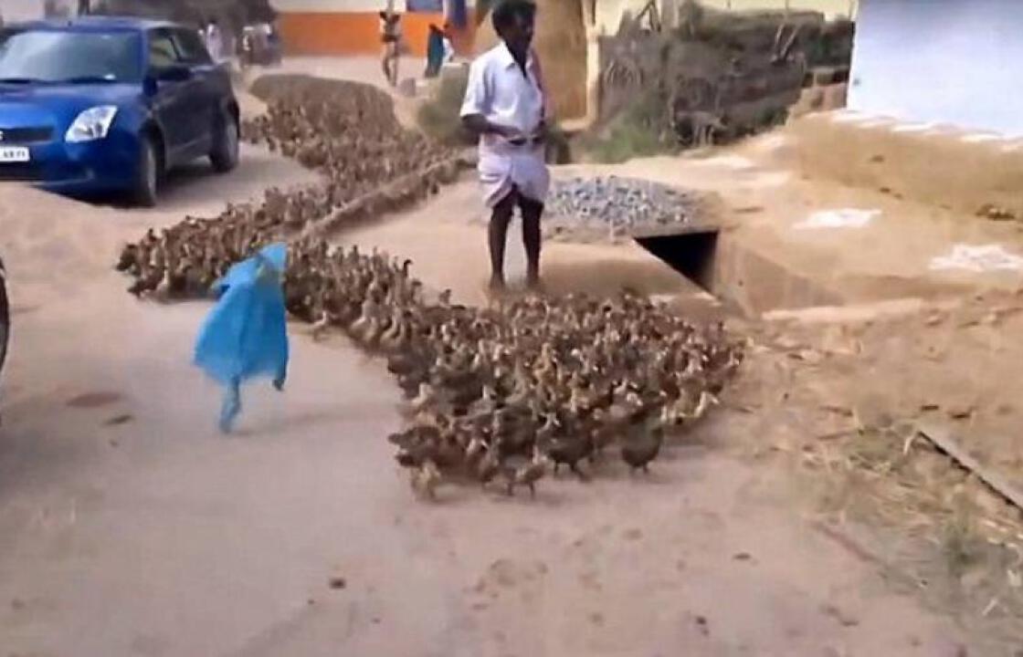 Δείτε πως ένας Ινδός ελέγχει ένα κοπάδι με πάπιες [βίντεο]