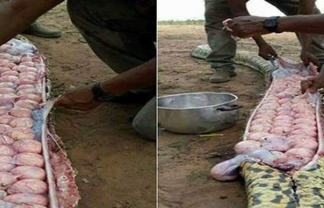 Σκότωσαν τεράστιο φίδι και βρήκαν δεκάδες αβγά μέσα του [εικόνες]