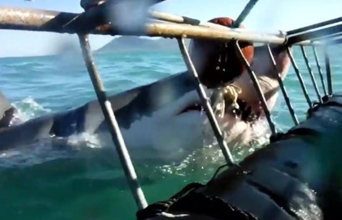 Κόβει την ανάσα: Καρχαρίας επιτίθεται σε κλουβί με τουρίστες στη Νότια Αφρική