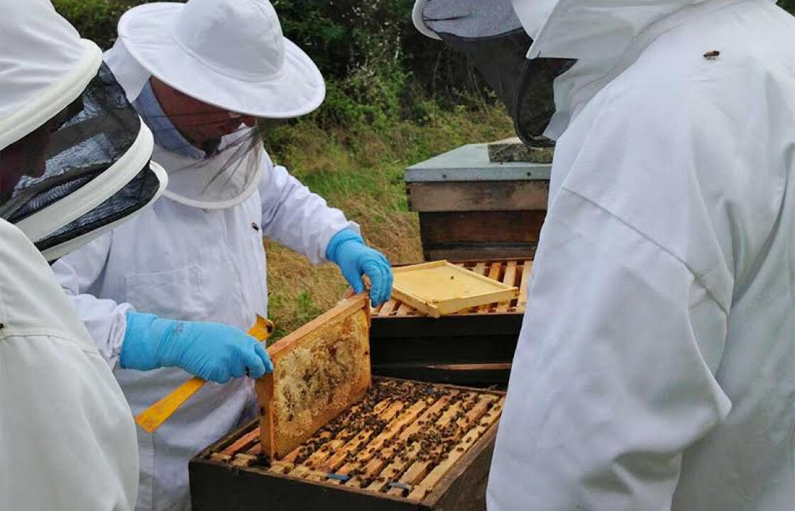 Δωρεάν σεμινάριο μελισσοκομίας στην Κω