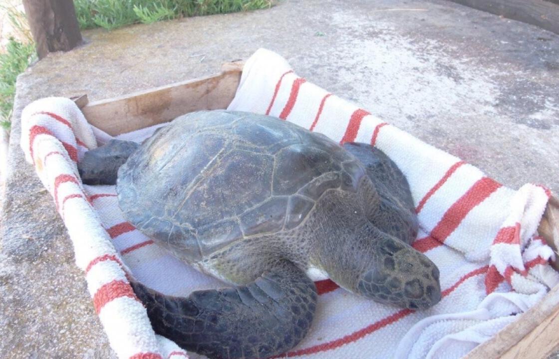 Εντοπίστηκε  νεκρή πράσινη χελώνα στο Μαρμάρι