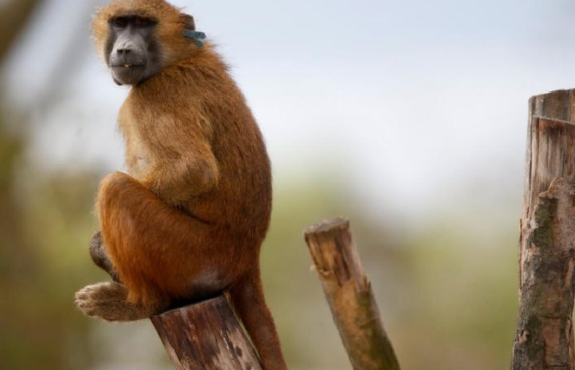 Εκκενώθηκε ο Ζωολογικός Κήπος, στο Παρίσι, μετά την απόδραση 50 μπαμπουίνων