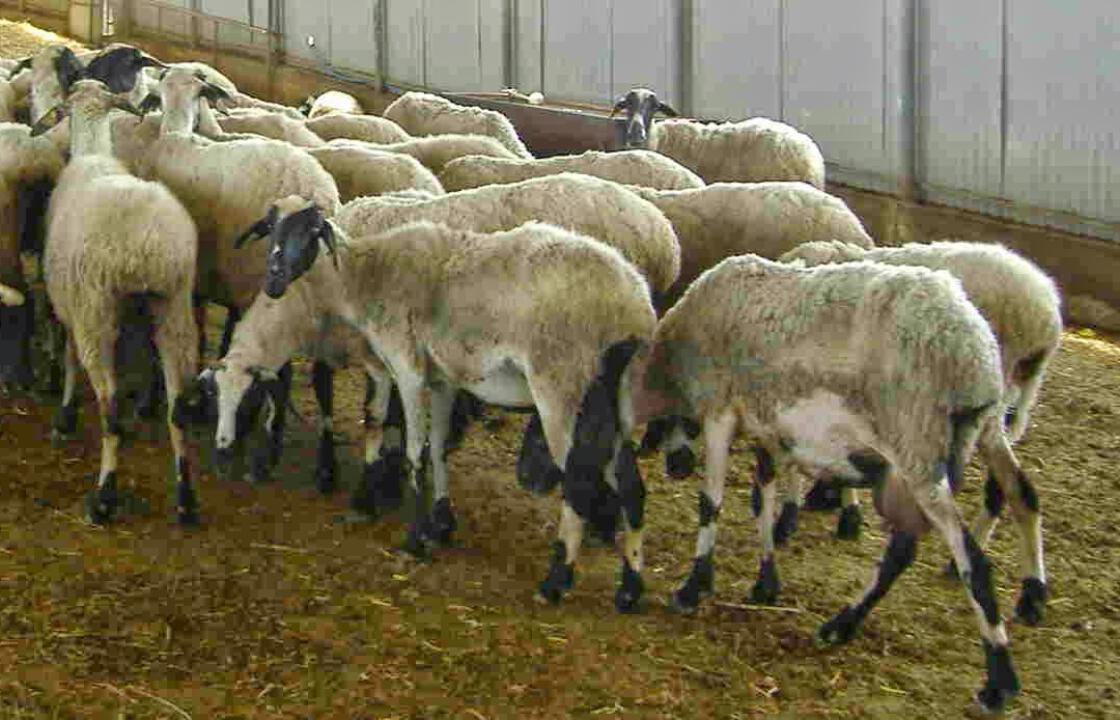 Συνελήφθη 44χρονος στην Κρήτη -Κατηγορείται ότι θανάτωσε με αιχμηρό αντικείμενο 100 πρόβατα