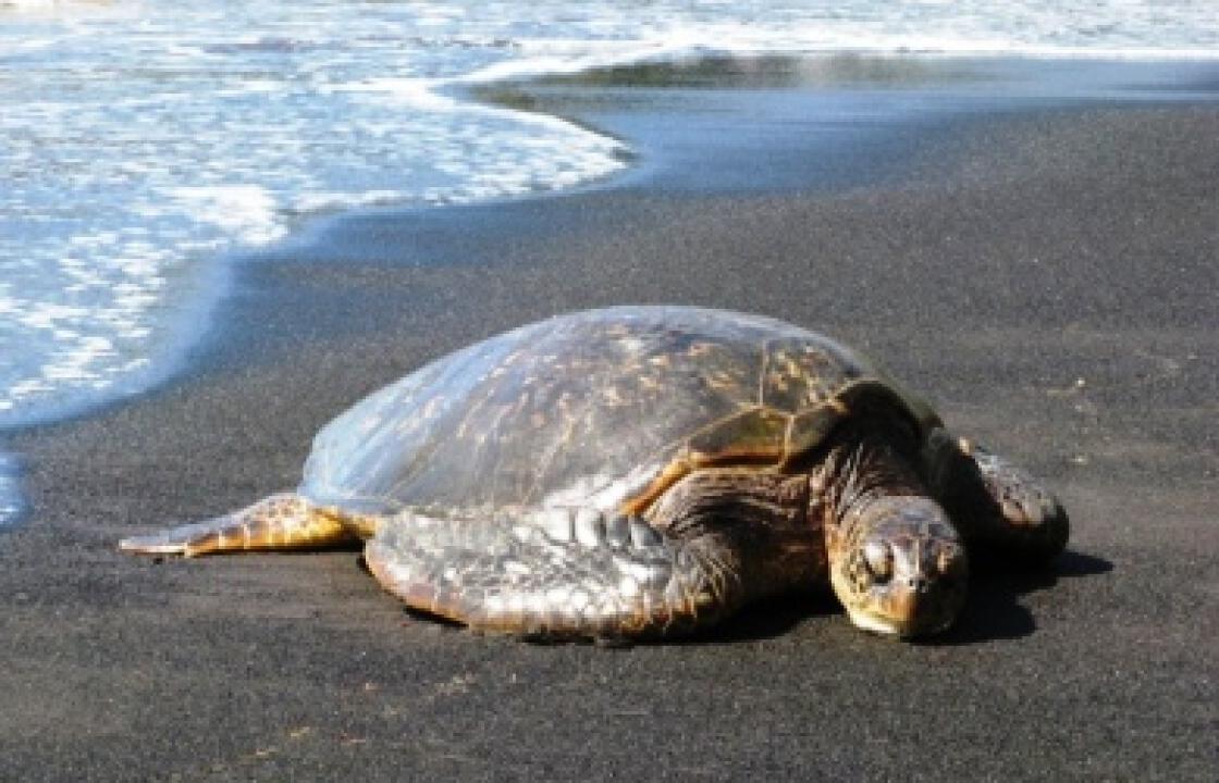 Νεκρή θαλάσσια χελώνα στην παραλία στο Τιγκάκι