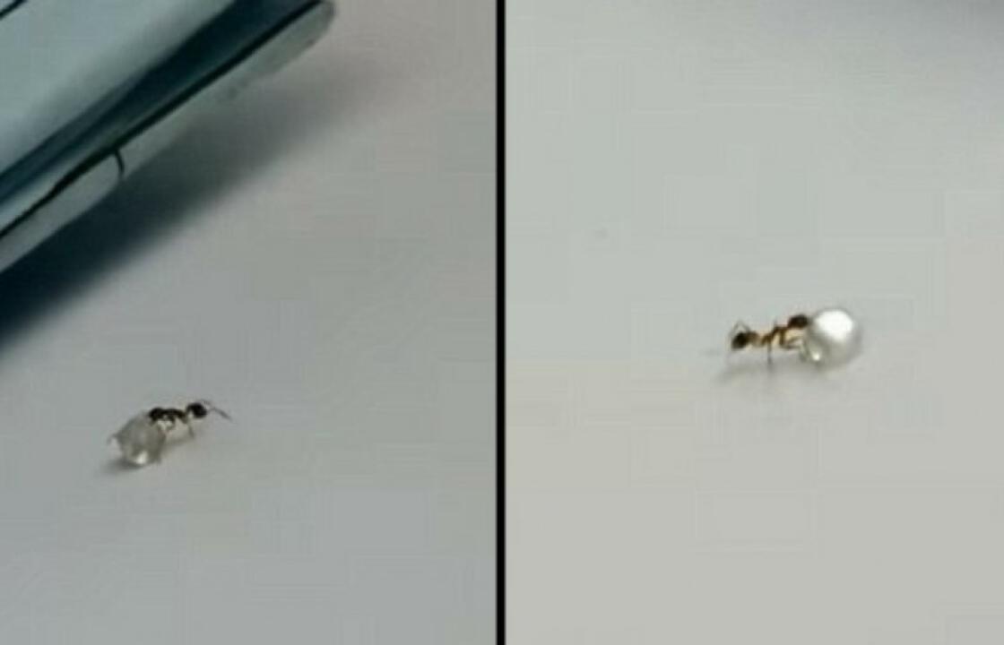 Απίστευτο βίντεο: Μυρμήγκι κλέβει διαμάντι από κοσμηματοπωλείο!