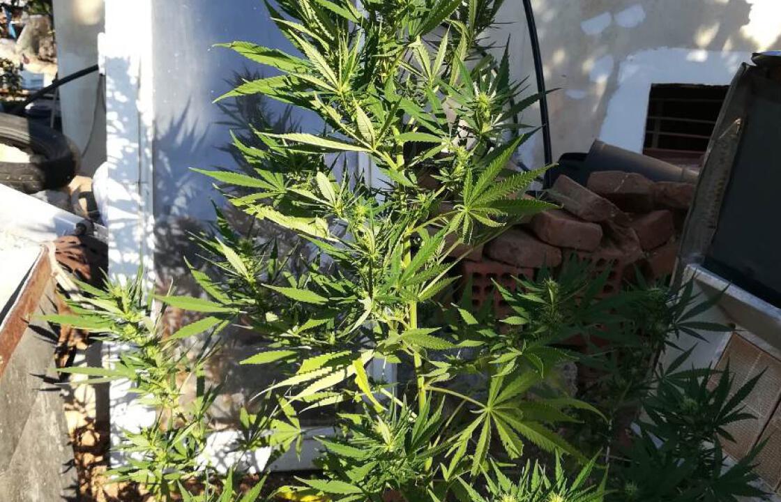 Συνελήφθησαν στην Κάλυμνο 3 άτομα εμπλεκόμενοι σε υποθέσεις ναρκωτικών