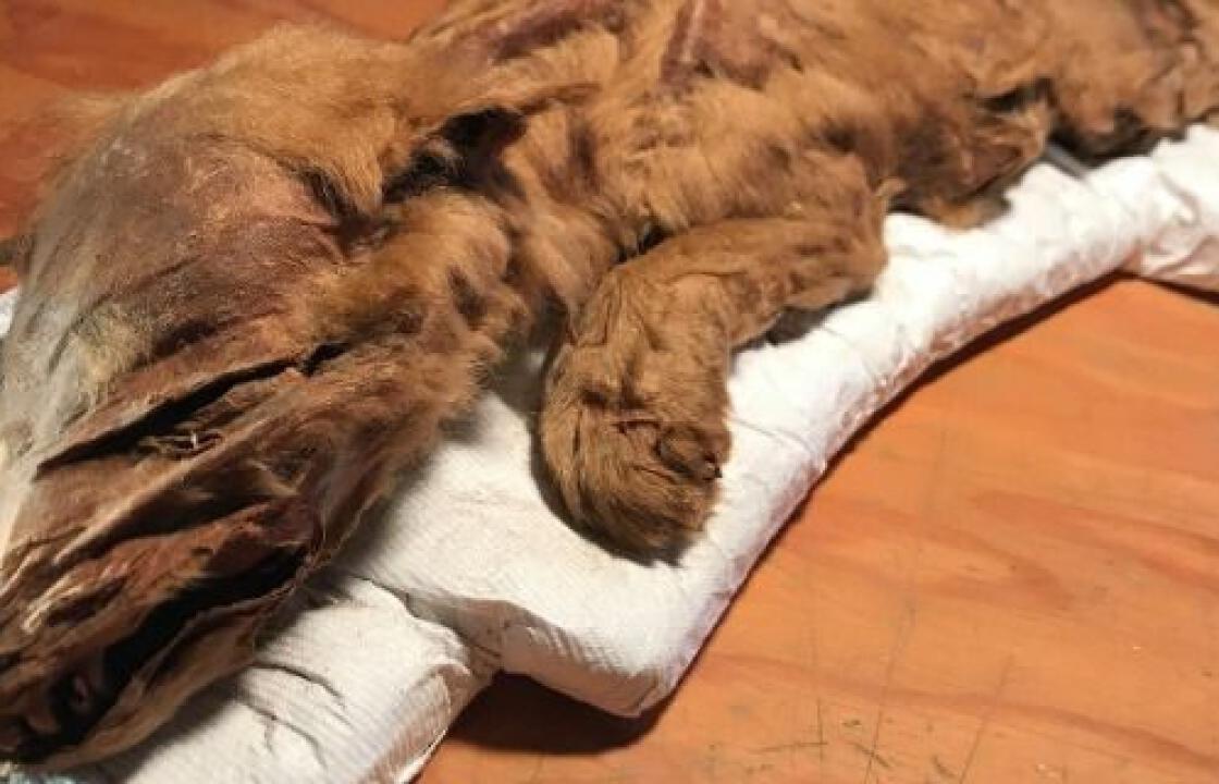 Βρέθηκε μουμιοποιημένος λύκος ηλικίας 50.000 ετών –Απίστευτες εικόνες και βίντεο!