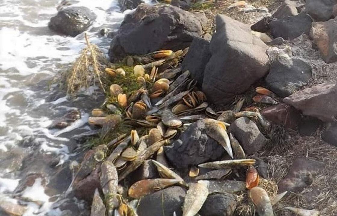 Πίννα (Pinna nobilis) - Άλλο Ένα Θαλάσσιο Είδος Κοντά στον Αφανισμό