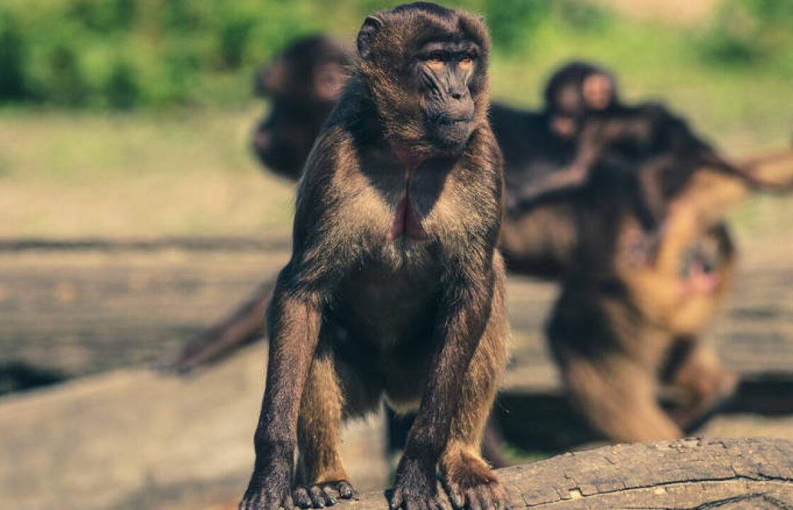 Ινδία: Μαϊμούδες σκότωσαν 72χρονο πετώντας του τούβλα