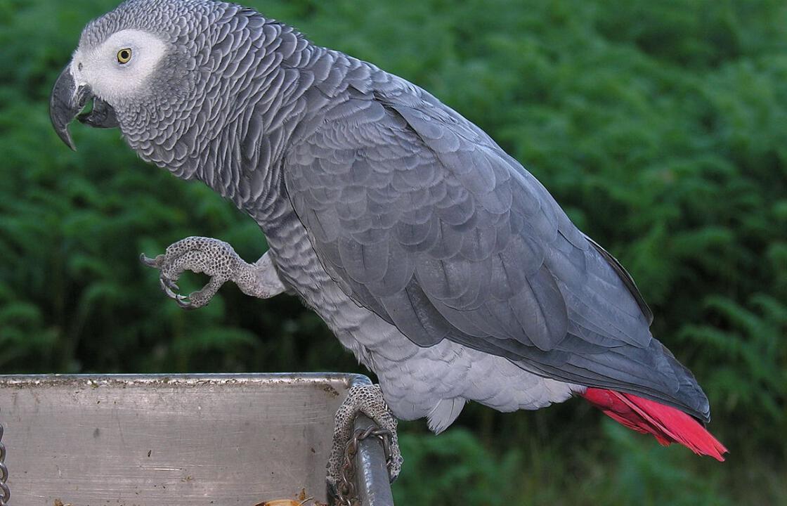 Χάθηκε παπαγάλος African Grey Congo στην Λάμπη