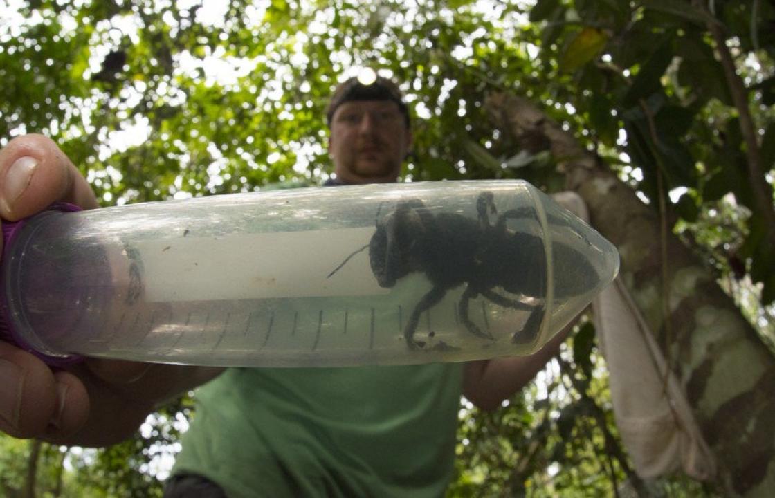 Βρέθηκε η μεγαλύτερη μέλισσα του πλανήτη –  Tην θεωρούσαν εξαφανισμένη από το 1981