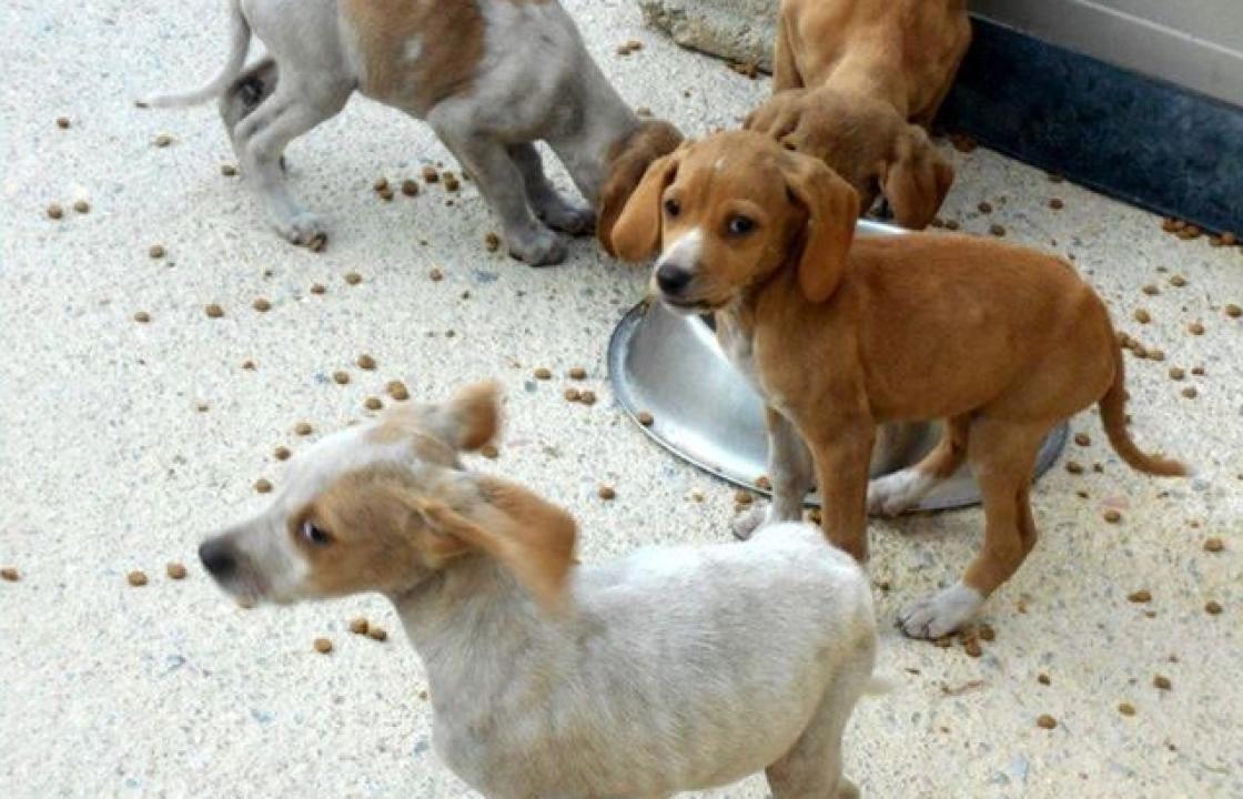 Η Animal Rescue Kos / Κιβωτός για τα εγκαταλελειμμένα κουτάβια και νεογέννητα, που βρίσκονται πεταμένα μέσα σε πλαστικές σακούλες και κούτες