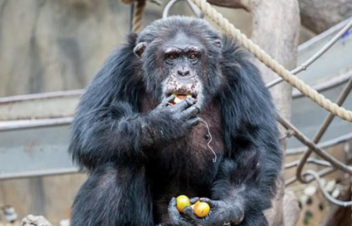 Επισκέπτες ζωολογικού κήπου έδωσαν ναρκωτικά σε χιμπατζή και παραλίγο να πεθάνει