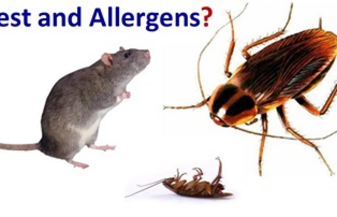 Κατσαρίδες και μικροτριχίδια τρωκτικών αιτίες αλλεργιών.!!